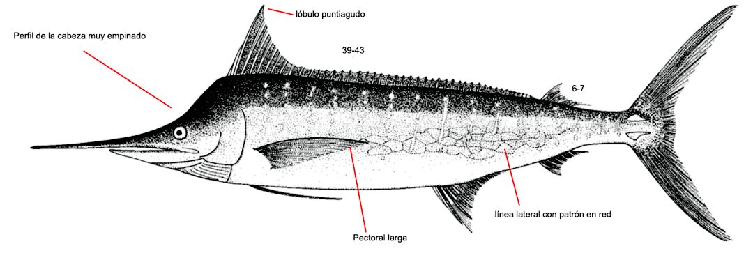 Makaira nigricans_01.jpg